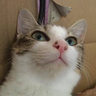 [決定しました]生後８カ月雉白の女の子。子猫と一緒に迎えて下さる方。