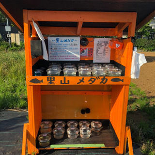 メダカ無人販売所 里山めだか 夜桜 黒鱗 チョコレート幹之 松井...
