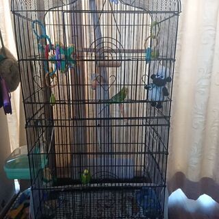 セキセイインコ ペア