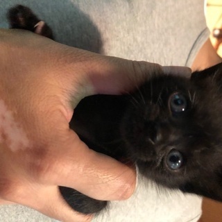 生後一ヶ月　黒猫ちゃん、