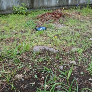 【草むしり】草、むしります。