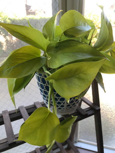 観葉植物