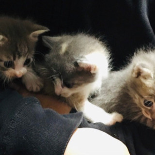 生後1ヶ月子猫