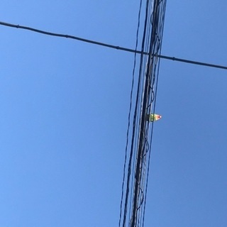 迷子　コザクラインコ