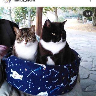 地域猫活動募集　★飯塚ふれんず★　(ΦωΦ)　