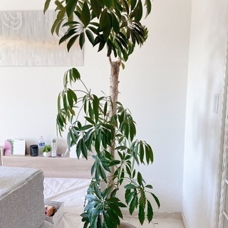 観葉植物(シェフレラ)