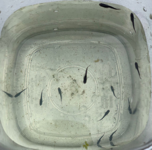 代理出品です！　ブラックダイヤ・オーロラ黄ラメ・灯錦メダカ子供各10匹+1匹で！1000円引き！