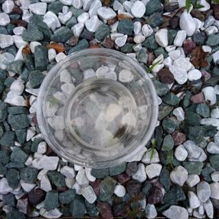 ヌマエビ　メダカ飼育や釣り等に