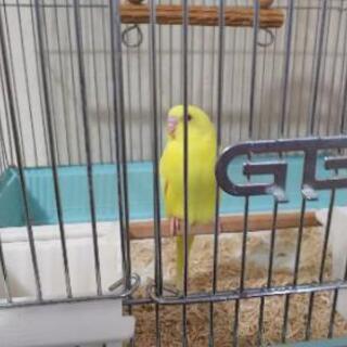 インコが行方不明です