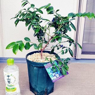 ◆ご相談中◆　ブルーベリー　苗木　果樹　家庭菜園