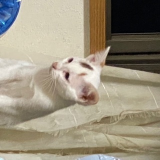 子猫から1歳、2歳、3歳