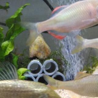 淡水魚　ヤリタナゴ　キンブナの画像