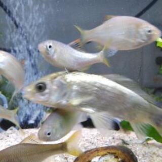 淡水魚　ヤリタナゴ　キンブナの画像