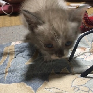 里親決定しました♡
