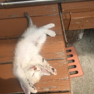 4月25日生まれの猫ちゃんメス2匹里親募集！