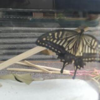 今朝、蝶になりました。