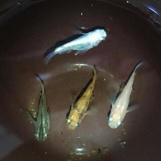 半ダルマメダカ有精卵30個+a