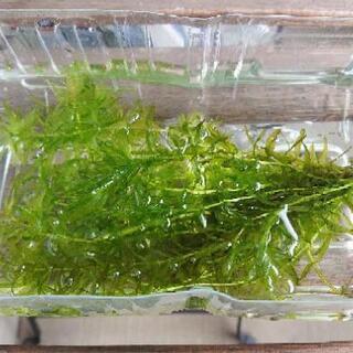 【りんぐま様ありがとうございました】アナカリス