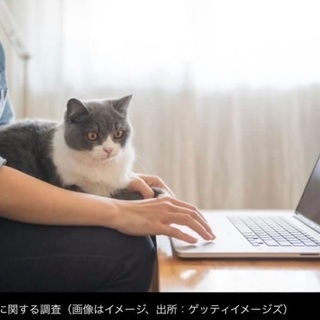 格安★猫ちゃんOK！シェアハウス入居人＆入居猫募集(猫いなくてもOK)