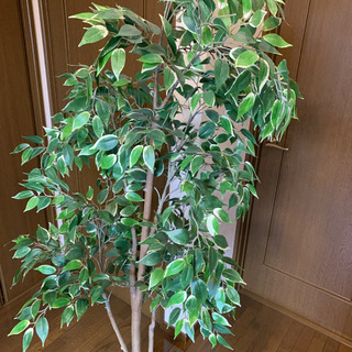 IKEA 人工観葉植物　ベンジャミンの画像