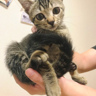 多頭飼い崩壊3ヶ月の子猫5匹
