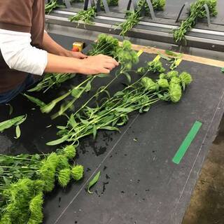 南房総市丸山町　午後の時間を活かしてアルバイトしてみませんか？花の出荷・収穫・調整業務などの画像