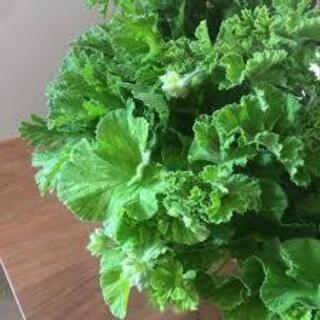 南房総市丸山町　午後の時間を活かしてアルバイトしてみませんか？花の出荷・収穫・調整業務などの画像