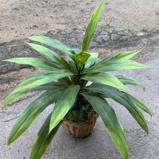 造花　観葉植物