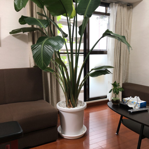 立派なオーガスタ