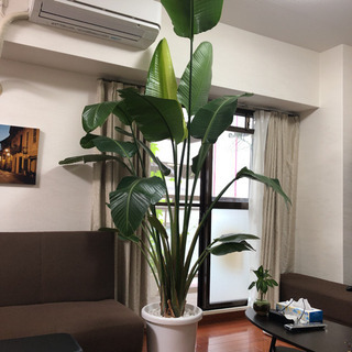 立派なオーガスタ