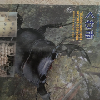 クワガタの世界の画像