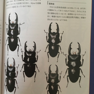 クワガタの世界の画像