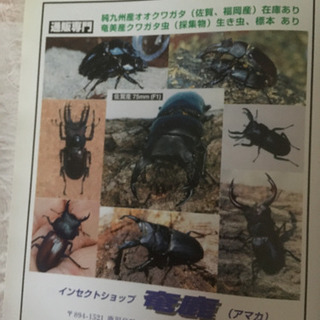 カブト、クワガタの種類の画像