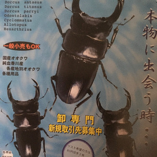 カブト、クワガタの種類の画像