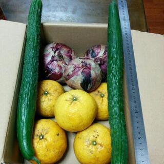 ★無農薬★ジャンボ野菜＆甘夏セット