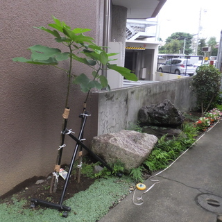庭石を無料で差し上げますの画像