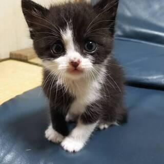子猫の里親様募集の画像