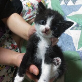 子猫の里親様募集 - 猫