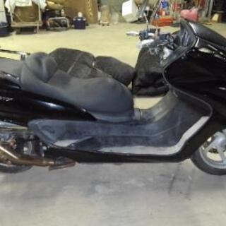 マジェスティ(引き取り予定者あり)の画像