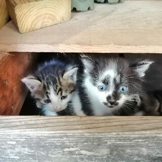 仔猫もらって下さい　一旦受付やめます