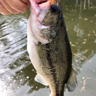 バス釣り仲間募集‼︎