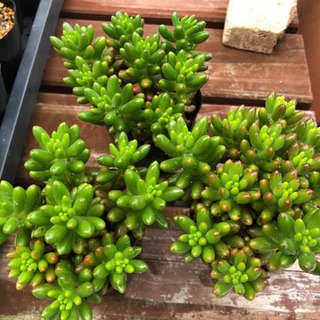 多肉植物　虹の玉　3ポットセットの画像