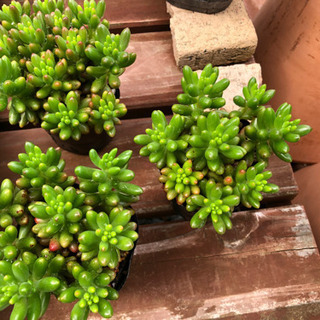 多肉植物　虹の玉　3ポットセット