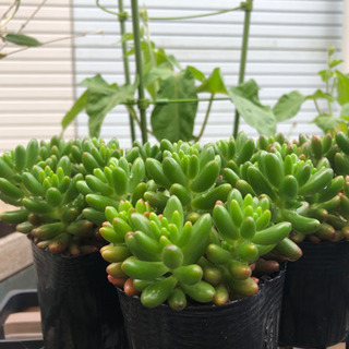 多肉植物　虹の玉　3ポットセットの画像