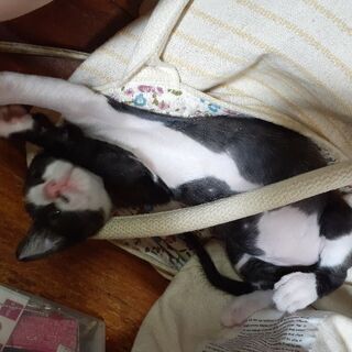 里親募集　生後3カ月の子猫　猫用トイレも付いてます