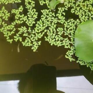 メダカを差し上げます日曜日にの画像