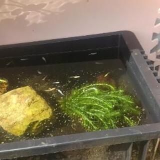 メダカを差し上げます日曜日にの画像
