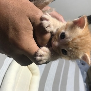 子猫ちゃんが産まれました