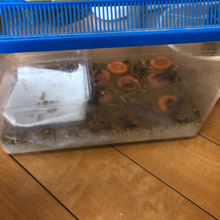 ミルワーム