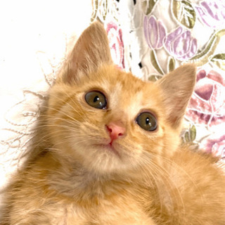 【里親様決定】☆子猫茶トラ♂☆しあわせにしてください。